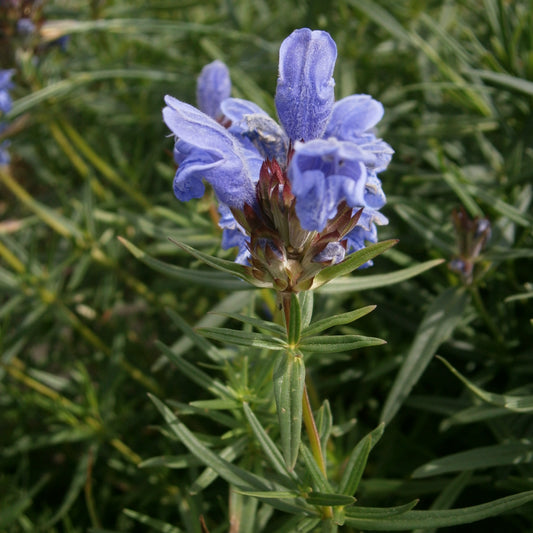 Siberian Balm Seeds (Dracocephalum ruyschiana)