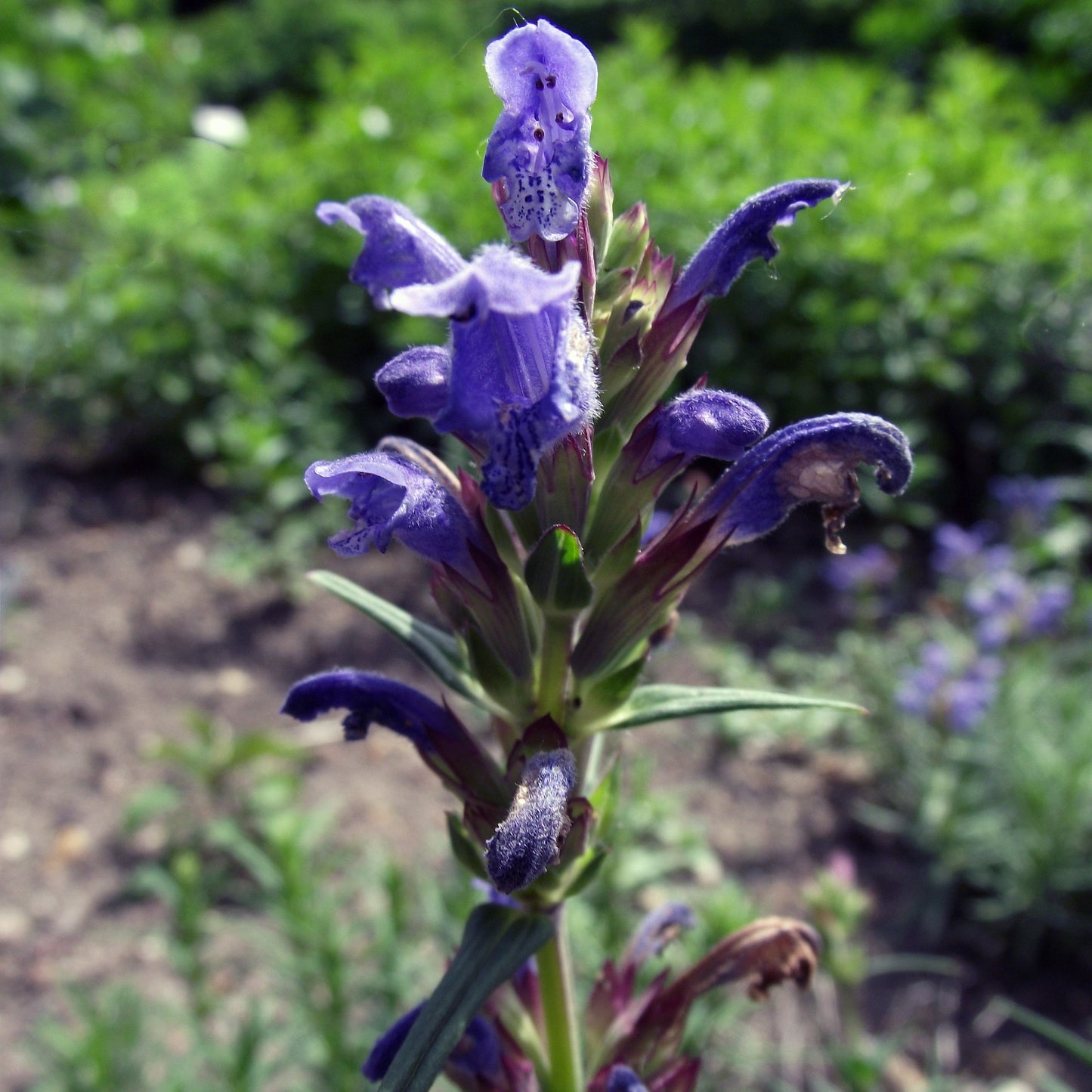Siberian Balm Seeds (Dracocephalum ruyschiana)