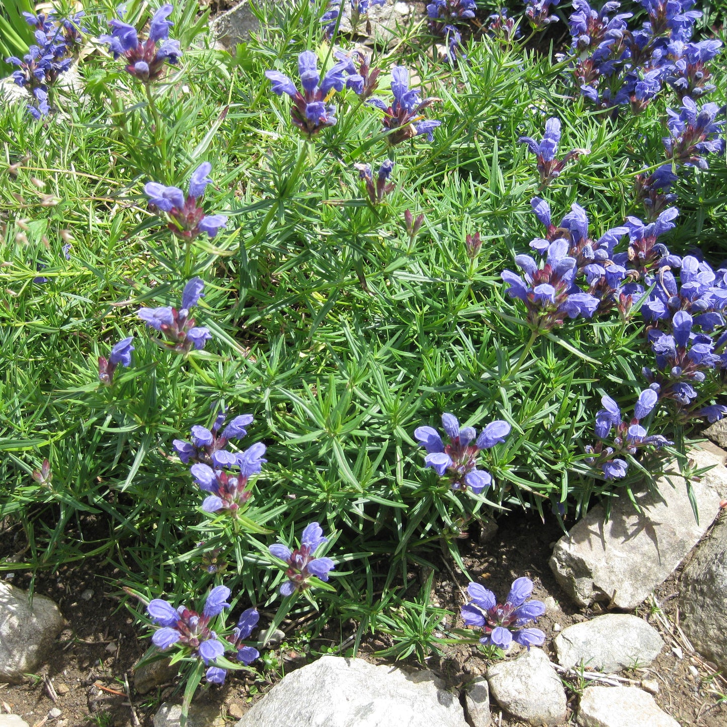 Siberian Balm Seeds (Dracocephalum ruyschiana)