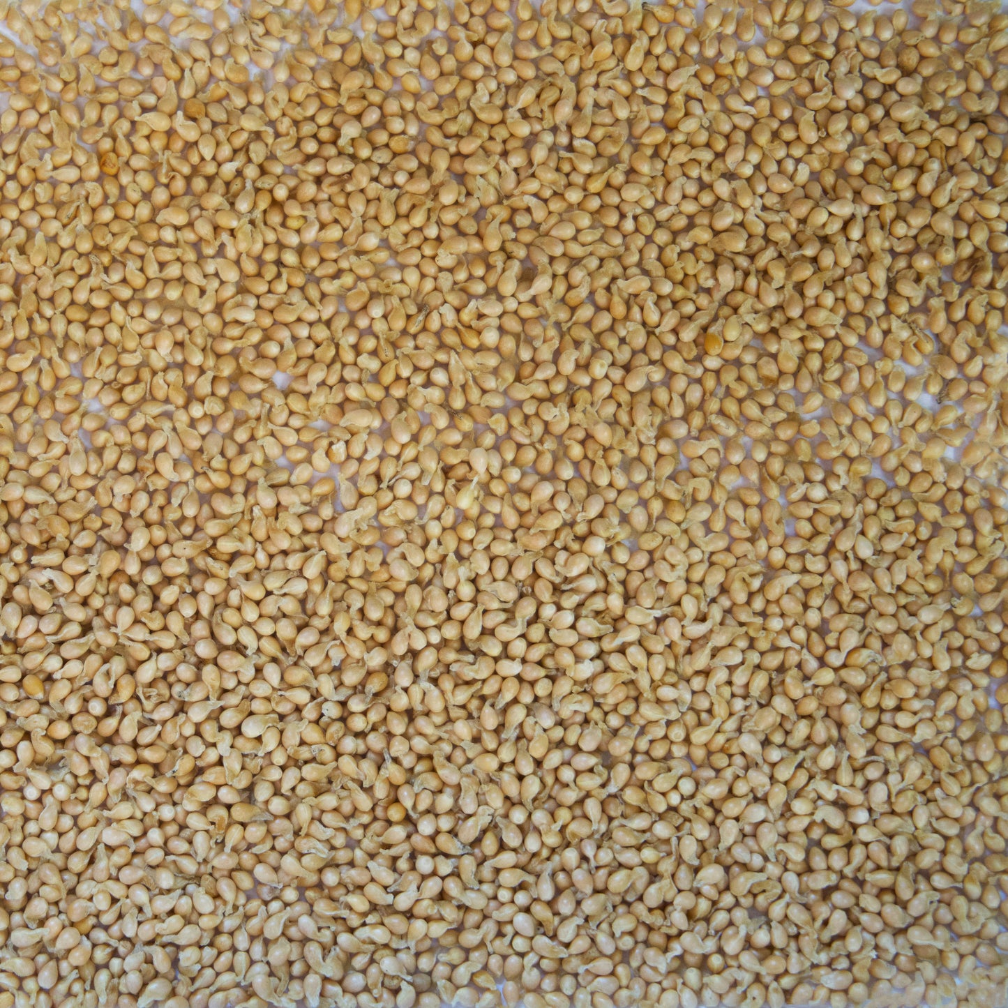 Sweet Violet Seeds (Viola odorata)