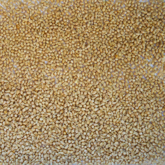 Sweet Violet Seeds (Viola odorata)