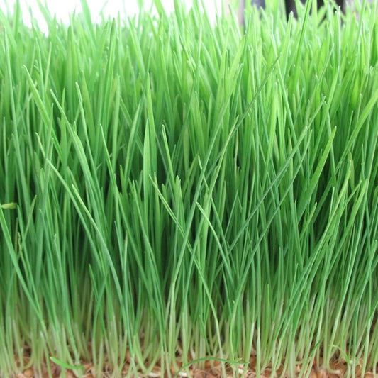 Wheatgrass Seeds (Triticum aestivum)