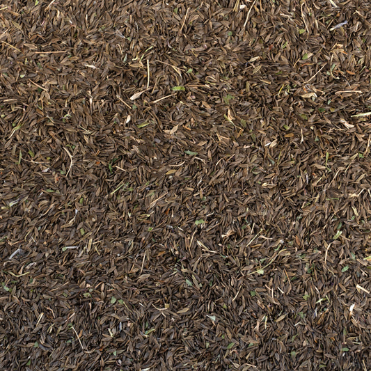 Prickly Wild Lettuce Seeds (Lactuca serriola)