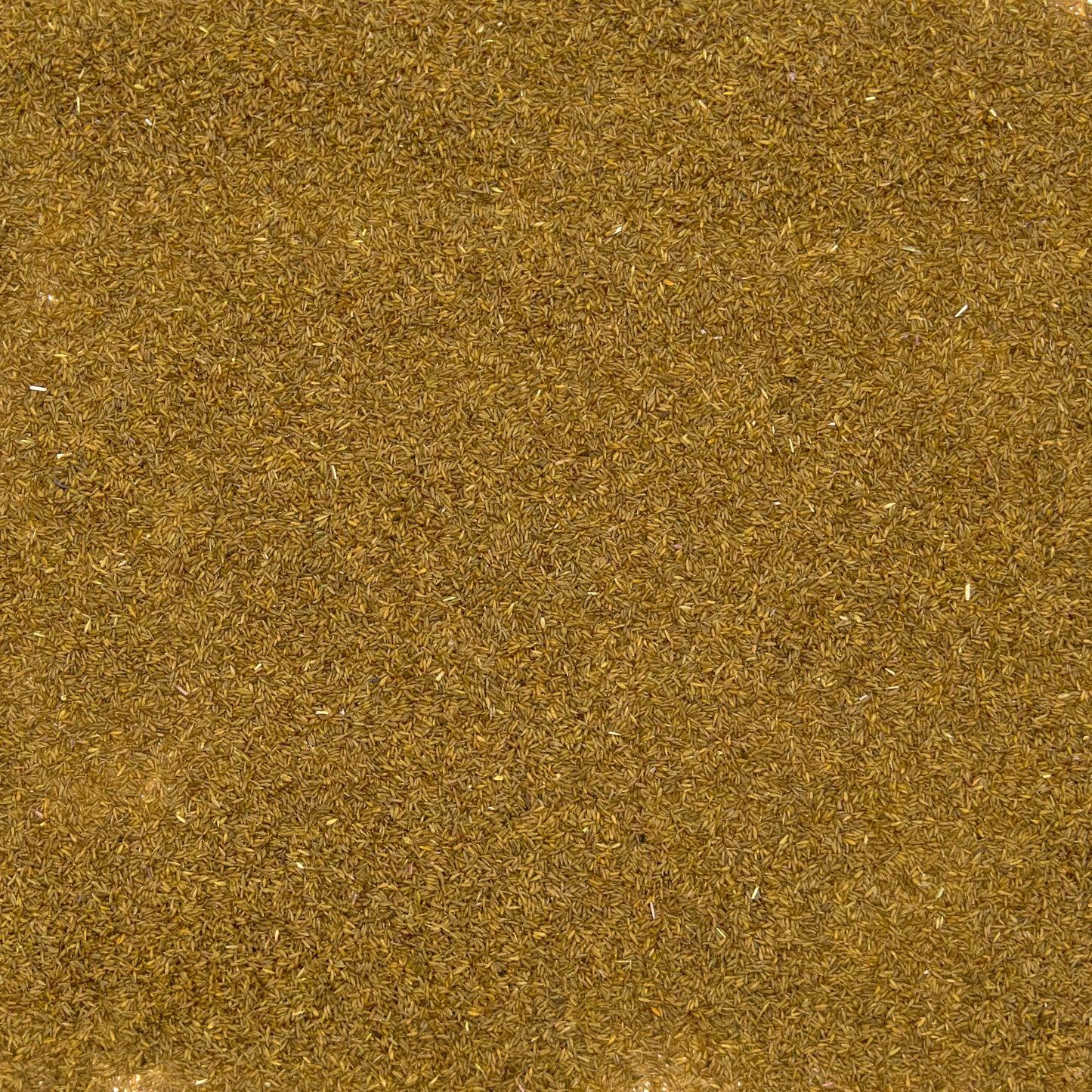 Willowherb Seeds (Epilobium parviflorum)