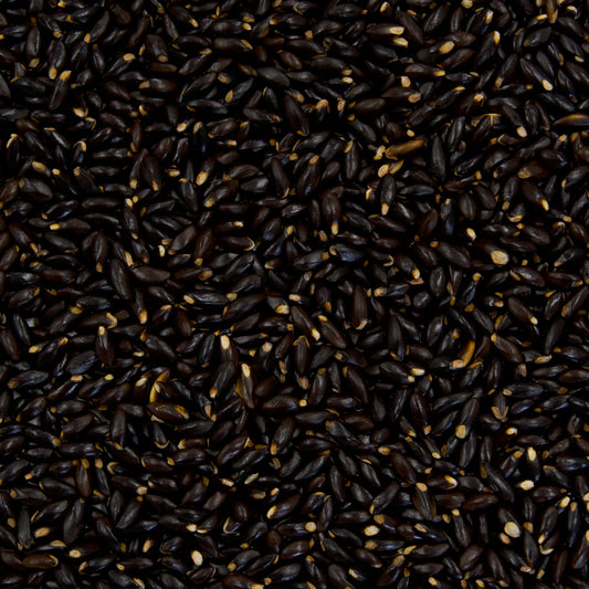 Witch Hazel Seeds (Hamamelis virginiana)