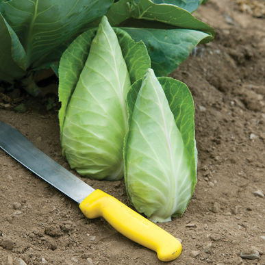 Caraflex Cabbage Seeds (Brassica oleracea var. capitata)