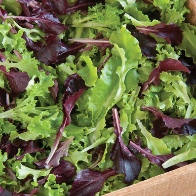 Five Star Greenhouse Lettuce Mix Seeds (Lactuca sativa)