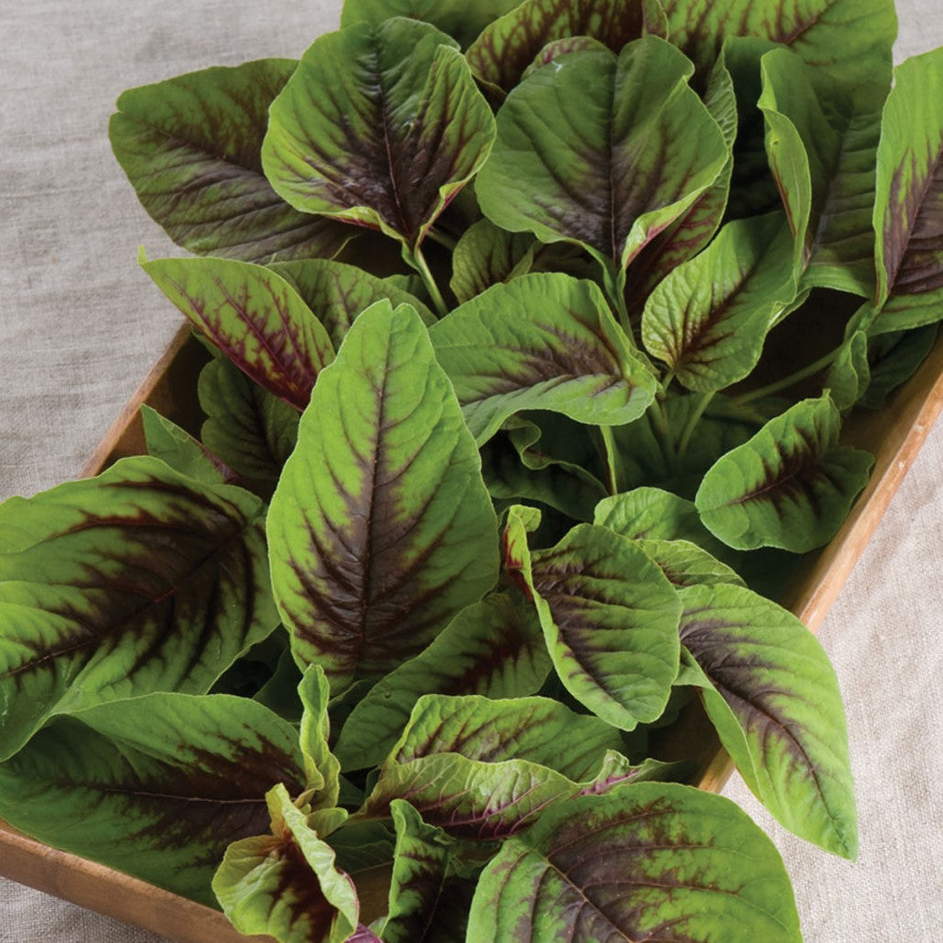callaloo plant seeds Red Callaloo Amaranth Seeds (Amaranthus tricolor)
