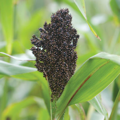 Texas Black Broom Corn Seeds (Sorghum bicolor)