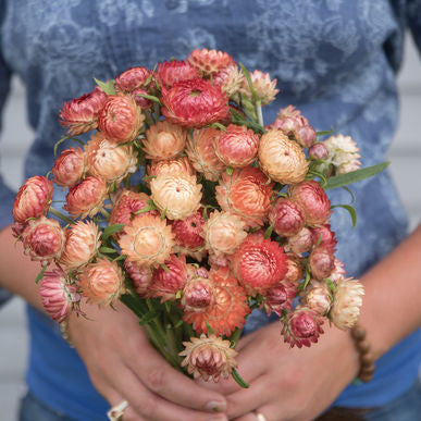 Apricot Peach Mix Strawflower Seeds (Bracteantha bracteata)