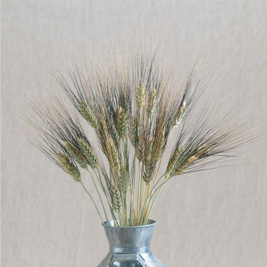 Black Tip Wheat Ornamental Grass Seeds (Triticum durum)
