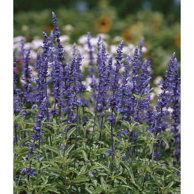 Blue Victory Sage Seeds (Salvia farinacea)