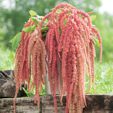 Coral Fountain Amaranth Seeds (Amaranthus caudatus)
