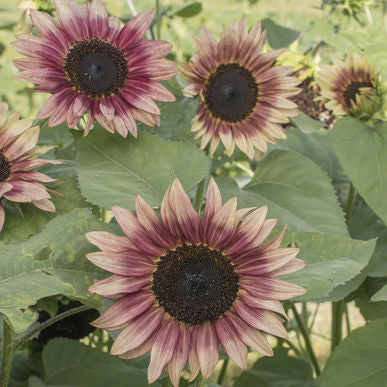 Strawberry Blonde Sunflower Seeds (Helianthsus annuu)