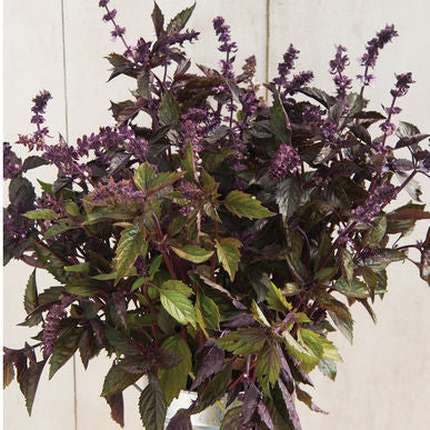Aromatto ORGANIC Basil Seeds (Ocimum basilicum)