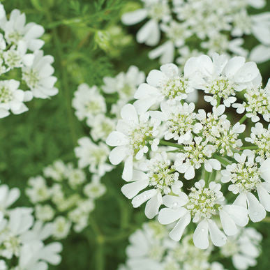 white lace flower seeds Orlaya grandiflora White Finch | Flower Seeds