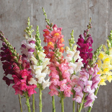 Johnny's Potomac Snapdragon Custom Mix Seeds (Antirrhinum majus)