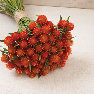 QIS™ Orange Gomphrena Seeds (Gomphrena haageana)