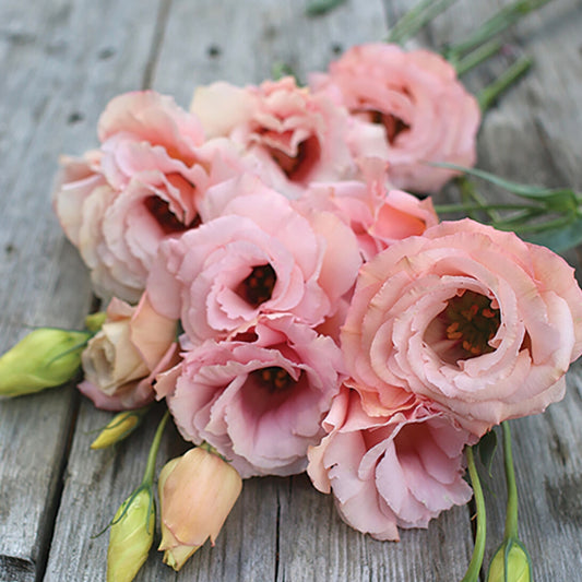 Arena III Apricot Pelleted Lisianthus Seeds (Eustoma grandiflorum)