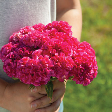 Chief Rose Celosia Seeds (Celosia argentea cristata)