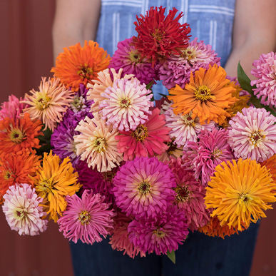 Cactus Flowered Mix Zinnia Seeds (Zinnia elegans)