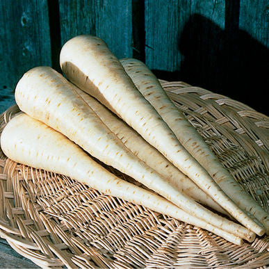 Javelin Parsnip Seeds (Pastinaca sativa)