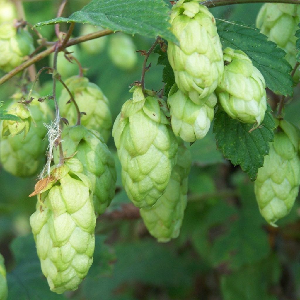 hop seed plant Hops Seeds (Humulus lupulus) – Frozen Seed Capsules™
