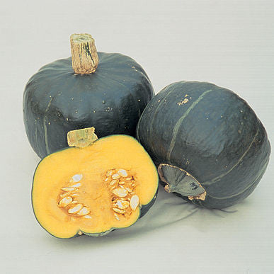 Burgess Strain Buttercup Squash Seeds (Cucurbita maxima)