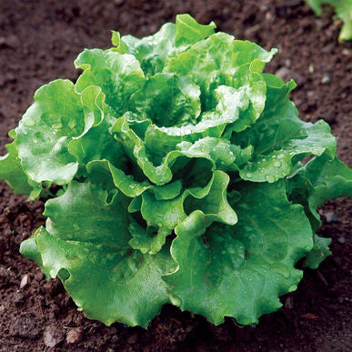 Concept Lettuce Seeds (Lactuca sativa)