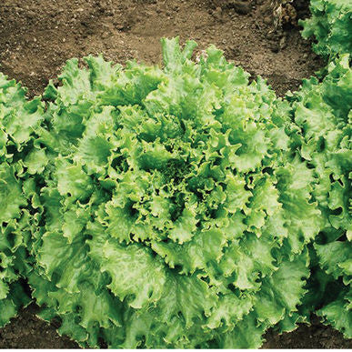 Tropicana Lettuce Seeds (Lactuca sativa)
