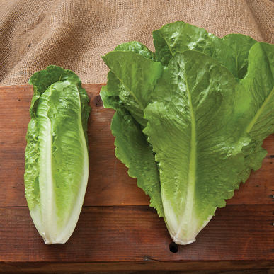 Ridgeline Lettuce Seeds (Lactuca sativa)