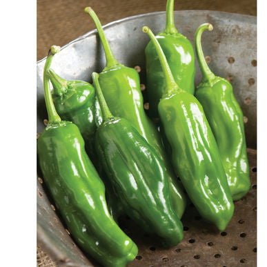 Mellow Star Pepper Seeds (Capsicum annuum)