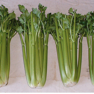 Conquistador Celery Seeds (Apium graveolens)