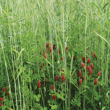 Fall Green Manure Mix Cover Crop Seeds