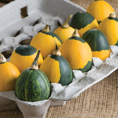 Goblin Eggs Mix Gourd Seeds (Cucurbita pepo)