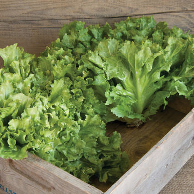 Eros ORGANIC Escarole Seeds (Cichorium endivia)