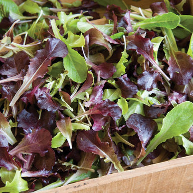 Wildfire Mix Lettuce Seeds (Lactuca sativa)