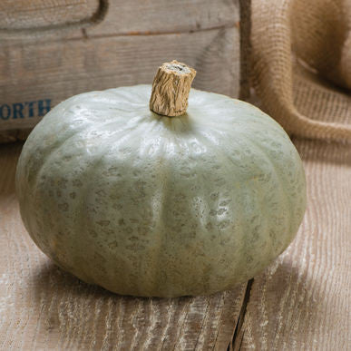 Winter Sweet ORGANIC Squash Seeds (Cucurbita maxima)