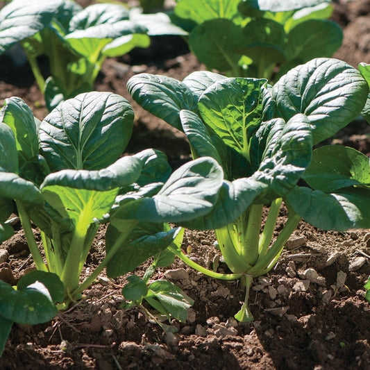 Koji Asian Green Seeds (Brassica rapa)