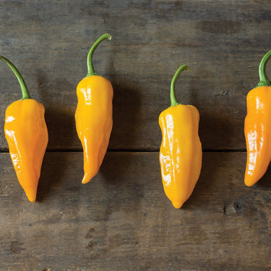 Golden Ghost Pepper Seeds (Capsicum chinense)