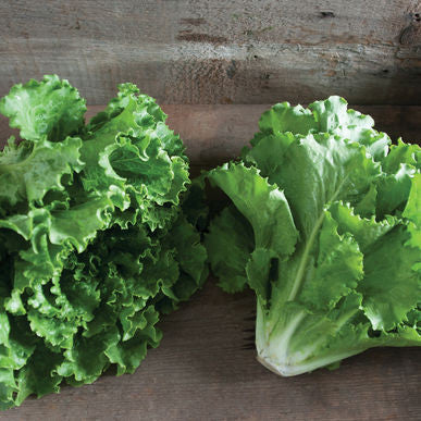 Fusion Romaine Lettuce Seeds (Lactuca sativa)