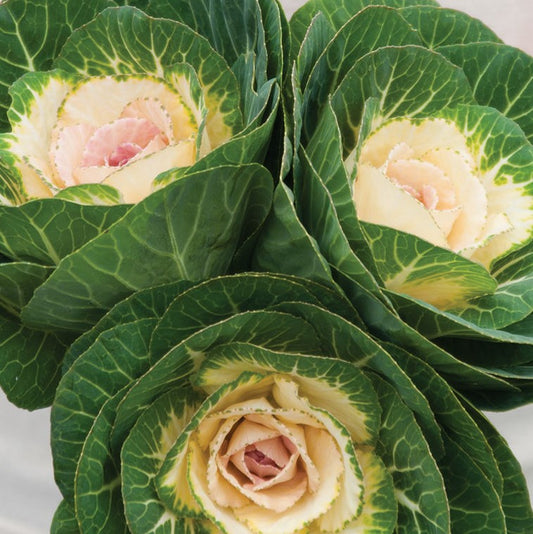 Crane White Ornamental Kale Seeds (Brassica oleracea)