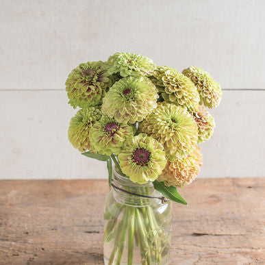 Queen Lime with Blush Zinnia Seeds (Zinnia elegans)