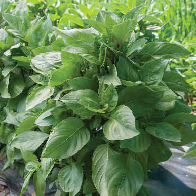 Cardinal Basil Seeds (Ocimum basilicum)