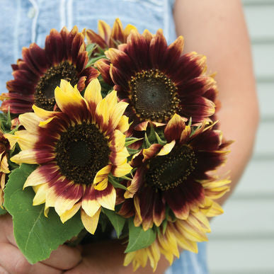 Florenza Sunflower Seeds (Helianthus annuus)