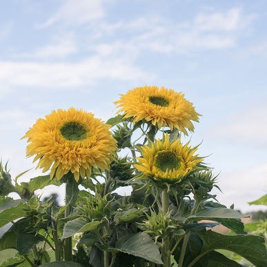 Lemonade Sunflower Seeds (Helianthus annuus)