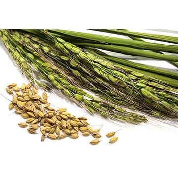 Duborskian Rice Seeds