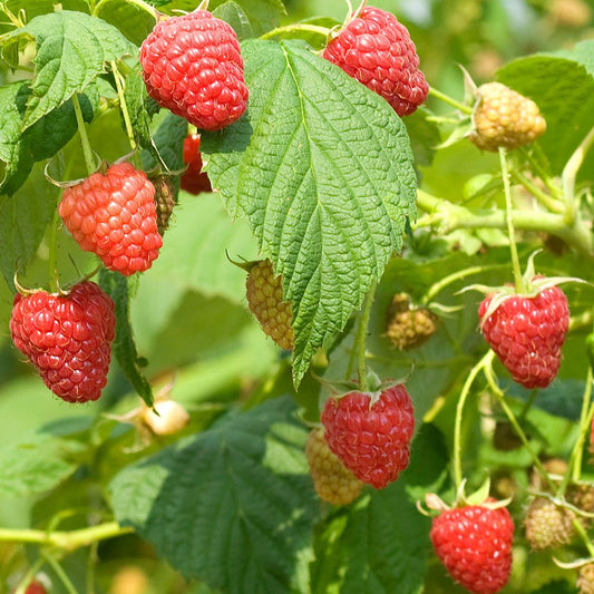 Red Raspberry Seeds (Rubus idaeus)