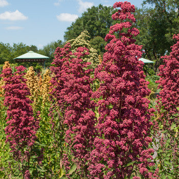 Brightest Brilliant Quinoa Seeds