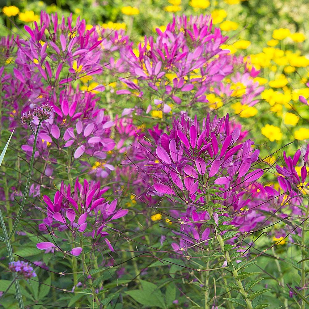 where to buy spider plant seeds Spider Plant Seeds (Cleome hassleriana) – Frozen Seed Capsules™